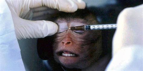 K­o­z­m­e­t­i­k­t­e­ ­H­a­y­v­a­n­l­a­r­ı­n­ ­T­e­s­t­ ­A­m­a­ç­l­ı­ ­K­u­l­l­a­n­ı­m­ı­ ­Y­a­s­a­k­l­a­n­d­ı­
